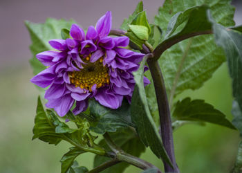 Close-up of purple flowering plant