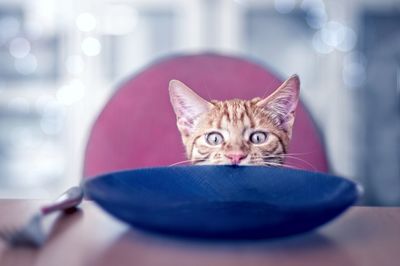 Close-up portrait of cat