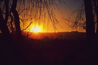 Silhouette of trees at sunset