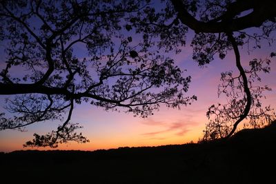 Silhouette of trees at sunset