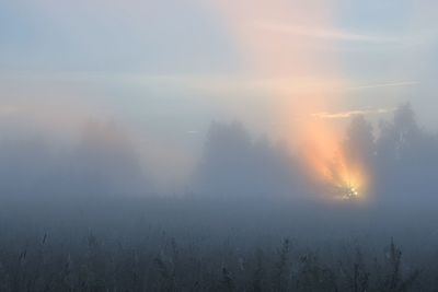 Plants growing on field during foggy weather at sunrise
