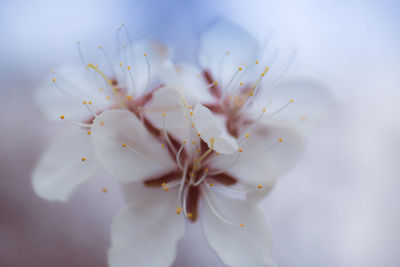 Close-up of white flowers