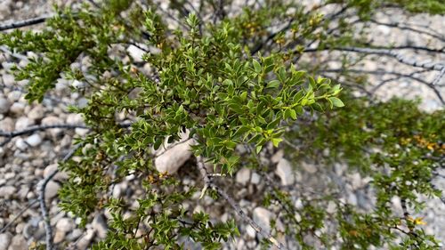 Close-up of green leaves on tree