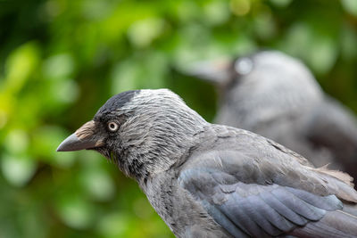 Portrait of a jackdaw on a picnic table