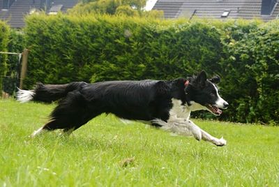 Dog on grassy field