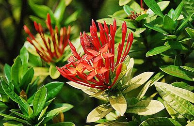 Close-up of red flowers