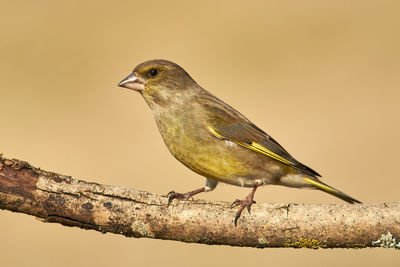 Close-up of bird perching on branch