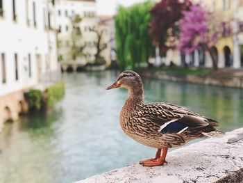 Side view of duck perching on retaining wall by canal in city