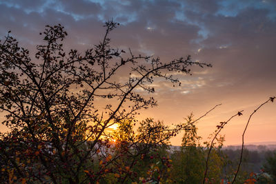 Silhouette plants against sky during sunset