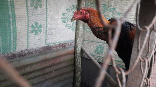 View of a bird in cage