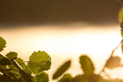 Close-up of plant against blurred background