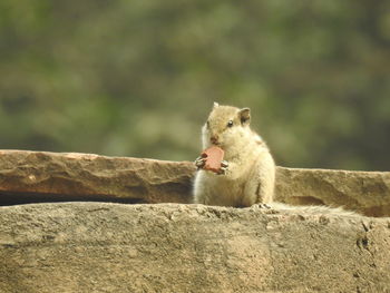 Close-up of squirrel on wall