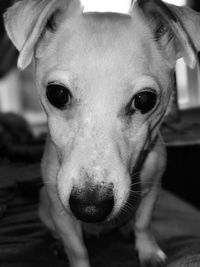 Close-up portrait of dog