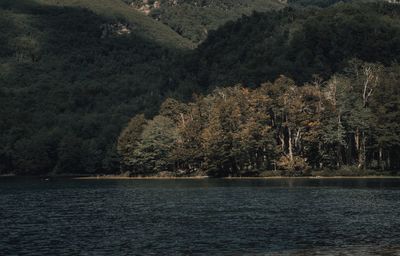 Scenic view of lake by trees in forest