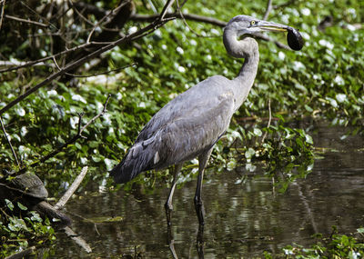 High angle view of gray heron perching on branch