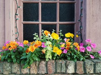 Flowers growing on window sill of house