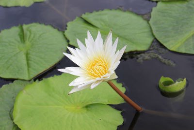 Close-up of lotus water lily in lake