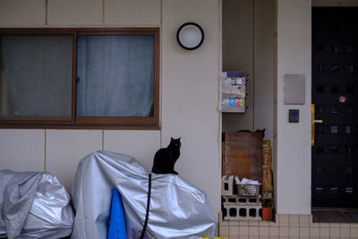 Cat sitting on bed at home
