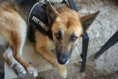 Closeup of a german shepherd