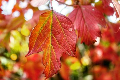 Close-up of autumnal leaves on tree