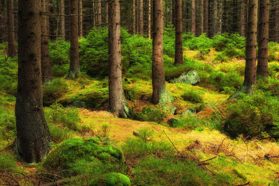 Trees in forest