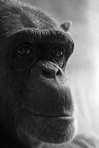 Close-up of portrait of chimp looking away