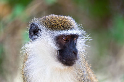 Close-up of a monkey looking away