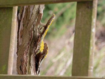 Close-up of lizard on tree trunk