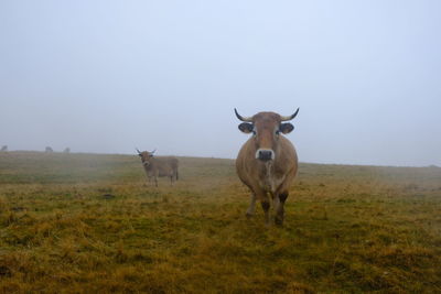 Cows aubrac standing in a field