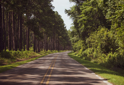 Road amidst trees in forest