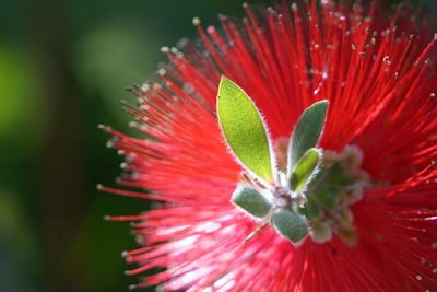 Close-up of red flower