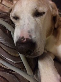 Close-up of dog relaxing