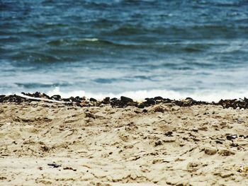 Close-up of sheep on sand at beach against sky