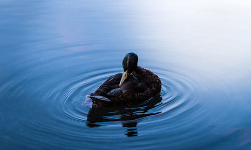Duck swimming in lake