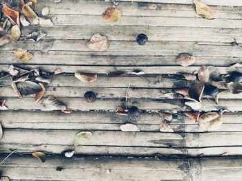 Directly above shot of leaves on wood against wall