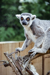 Portrait of lemur on log at london zoo