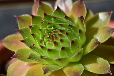 Close-up of succulent plant