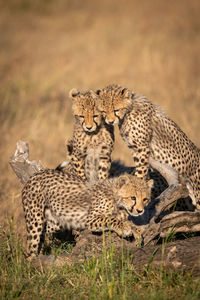 Cheetahs on field in forest