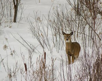 Portrait of deer standing on snow covered field