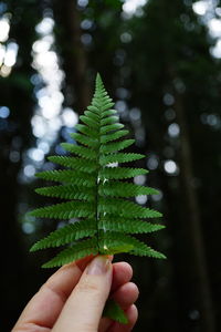 Close-up of hand holding plant