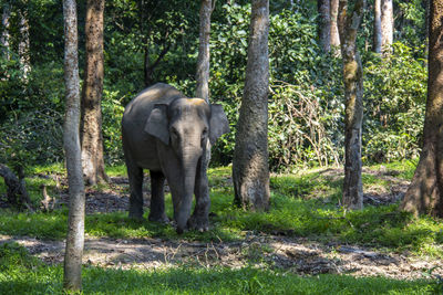 Elephant walking in forest