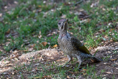 Side view of a bird on field