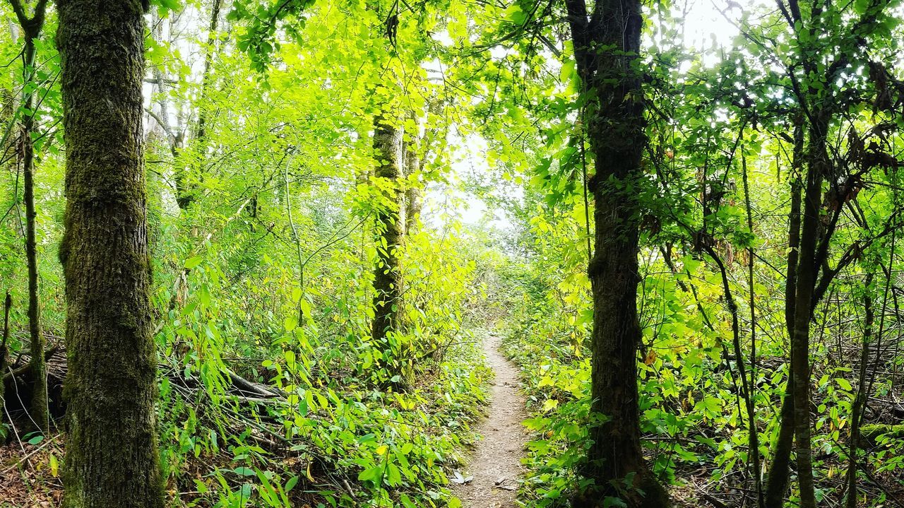 TREES ON LANDSCAPE