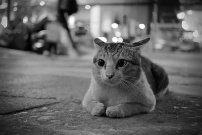 Close-up of domestic cat sitting on footpath