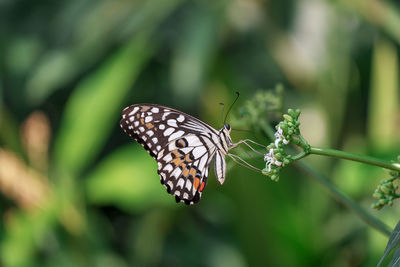 Close-up of butterfly pollinating flower