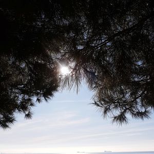 Low angle view of silhouette trees against sky during sunset