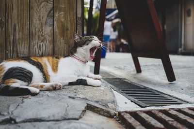 Cat yawning while sitting by wall