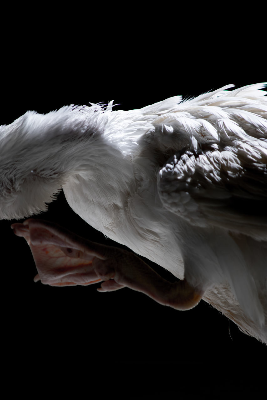 CLOSE-UP OF WHITE SWAN