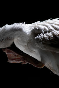 Close-up of seagull flying over black background