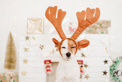 Tired jack russell dog wearing reindeer horns costume at home over christmas decoration. christmas